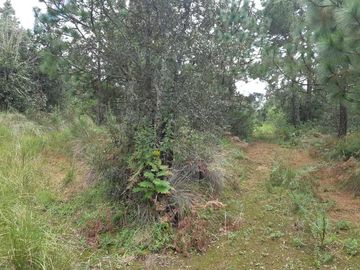 TERRENO EN VENTA, EN EDO. HIDALGO
