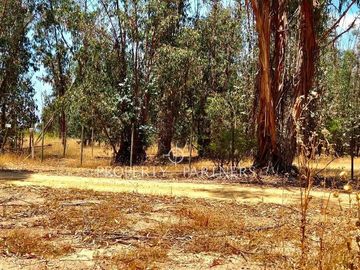 Hermosa parcela de 10.300 m/2 en Condominio La Foresta de Zapallar