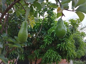 Finca En Mulalo 1000 Mtrs