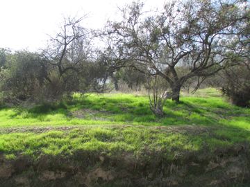 Parcela 5000 m2 reserva ecologica ,Ocoa, Hijuelas