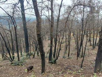 Se vende terreno en el  Pueblo Mágico, Mineral del Chico, Hidalgo