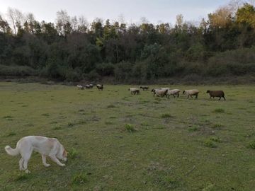 SAN CLEMENTE, SIETE TAZAS