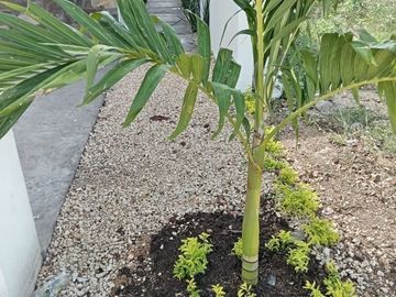 Casa en Renta y Venta, La casa del Cenote en TAMORA, Conkal, Mérida