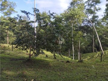Se Vende Finca de  100 HAS  El Espino-Vía Santa Rita (DR)