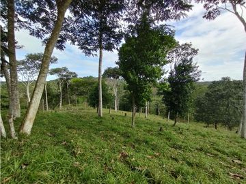 Se Vende Finca de  100 HAS  El Espino-Vía Santa Rita (DR)