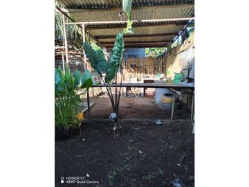 VENDO CASA  ECONOMICA EN DAVID