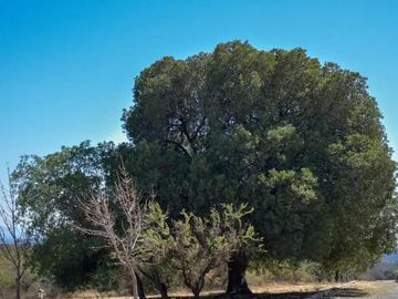 Terreno en  CUIDAD DE SAN LUIS