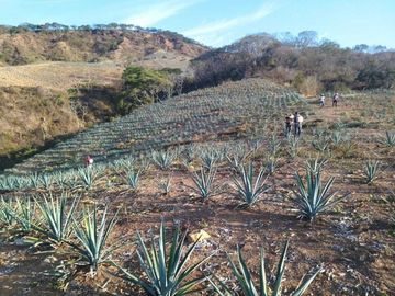 RANCHO AGAVERO  DENOMINACION DE ORIGEN 30HAS EN XALISCO, NAYARIT