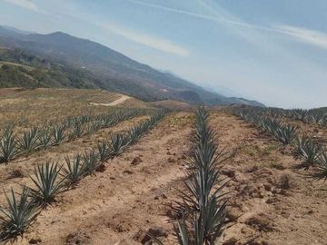 RANCHO AGAVERO  DENOMINACION DE ORIGEN 30HAS EN XALISCO, NAYARIT