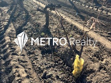 Venta de Finca en Valle de Uco, San Carlos, La Consulta. 10 Hectareas