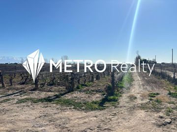 Venta de Finca en Valle de Uco, San Carlos, La Consulta. 10 Hectareas