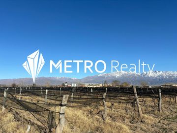Venta de Finca en Valle de Uco, San Carlos, La Consulta. 10 Hectareas