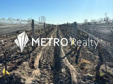Venta de Finca en Valle de Uco, San Carlos, La Consulta. 10 Hectareas