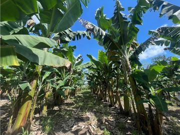 Se Vende Hermosa Finca Turística En Montenegro Quindio