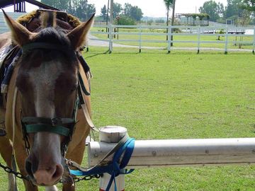 Retasado Venta de campo, fondo de comercio,  6has. en Gral. Rodriguez, pcia. de Buenos Aires