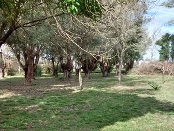 Venta de excelente quinta con frondosa arboleda