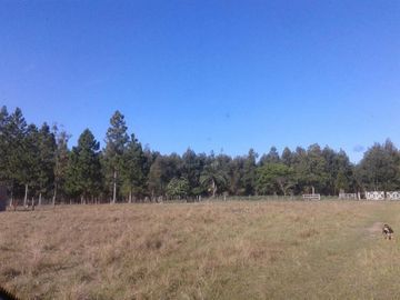 CAMPO FORESTAL EN PERUGORRIA CORRIENTES