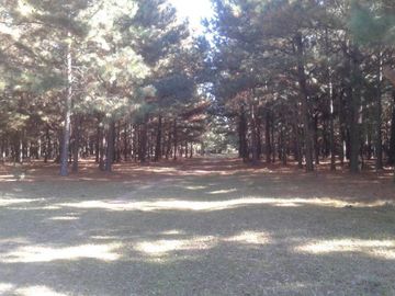 CAMPO FORESTAL EN PERUGORRIA CORRIENTES