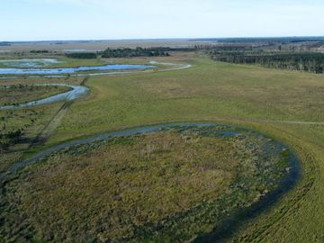 CAMPO FORESTAL EN VENTA