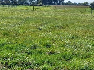 Construye Tu Hogar Soñado en Talca, Mariposa
