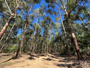 Venta de Campos en Santa Rosa - Concepción - Corrientes