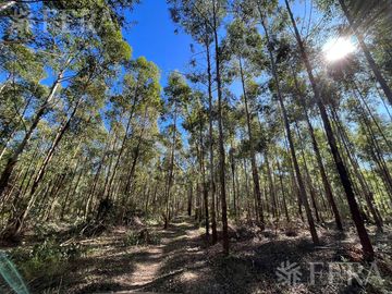 Venta de Campos en Santa Rosa - Concepción - Corrientes