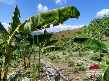 Vista🔥 Finca en la vía Alcalá-Cartago