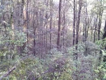 Se vende terreno boscoso en Omitlan de Juarez, Hidalgo