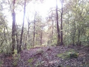 Se vende terreno boscoso en Omitlan de Juarez, Hidalgo