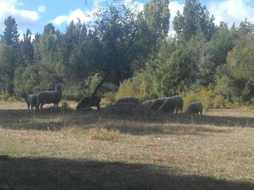 Chacra en Mallin Ahogado