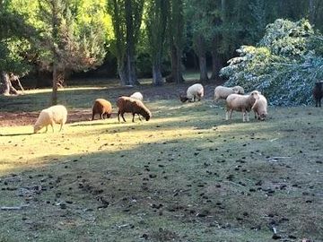 Chacra en Mallin Ahogado