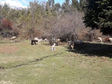 Chacra en Mallin Ahogado