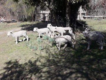 Chacra en Mallin Ahogado