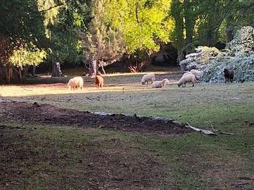 Chacra en Mallin Ahogado