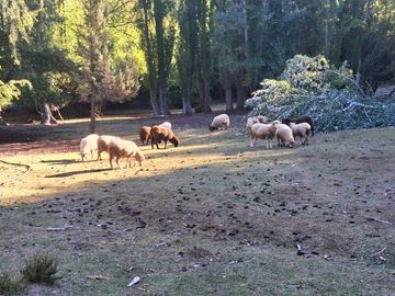 Chacra en Mallin Ahogado