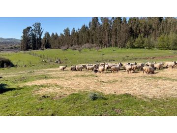 EXCELENTE!! Parcelas de 5.000 m2 con Rol Propio en "Lomas de Quiñicaben", Litueche
