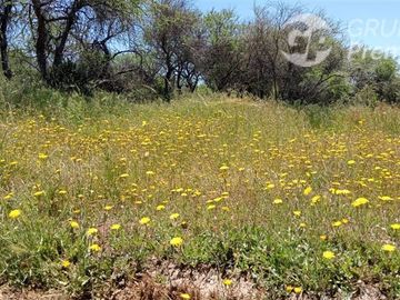 Parcela en Venta en A 15 MINUTO DEL CENTRO DE CAUQUENE Y MEDIA HORA DE LA PLAYA