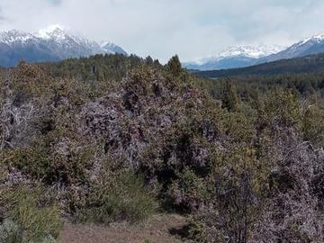 Chacra - Cholila