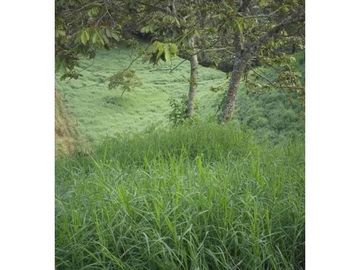 Venta Finca Filandia Quindio COD: 4899101