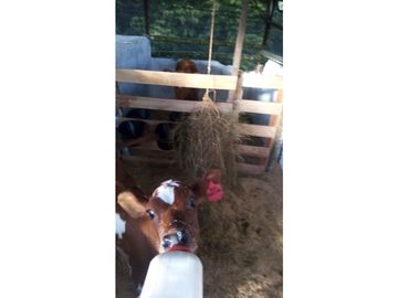 Venta Finca Filandia Quindio COD: 4899101