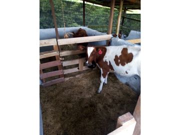 Venta Finca Filandia Quindio COD: 4899101