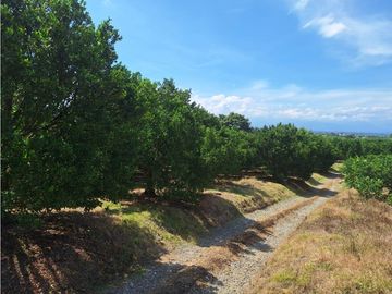 Finca Productiva A La Venta Quimbaya Quindío