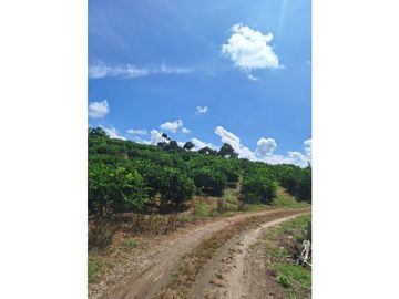 Finca Productiva A La Venta Quimbaya Quindío