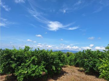 Finca Productiva A La Venta Quimbaya Quindío