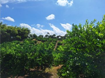 Finca Productiva A La Venta Quimbaya Quindío