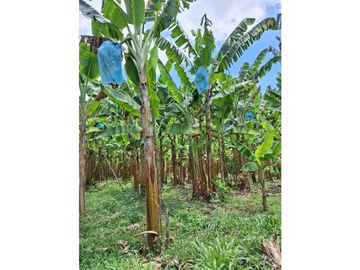 Finca Productiva A La Venta Quimbaya Quindío
