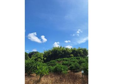 Finca Productiva A La Venta Quimbaya Quindío