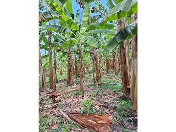 Finca Productiva A La Venta Quimbaya Quindío