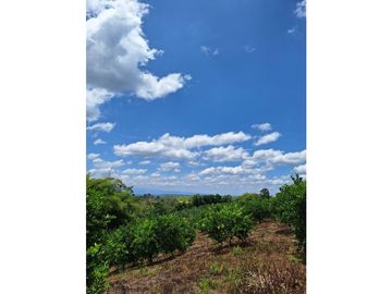 Finca Productiva A La Venta Quimbaya Quindío