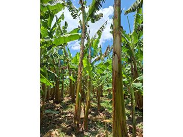 Finca Productiva A La Venta Quimbaya Quindío